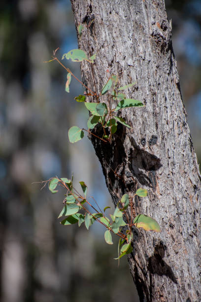 istock Gum leaves.After the fires. Regeneration in a NSW rainforest. 1269973473