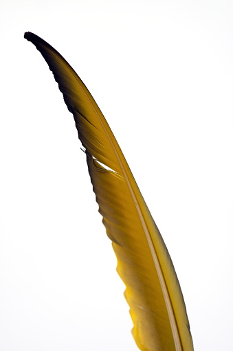 bird feather in close up on white background