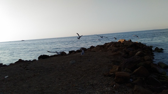 seagull on the beach when the day goes down