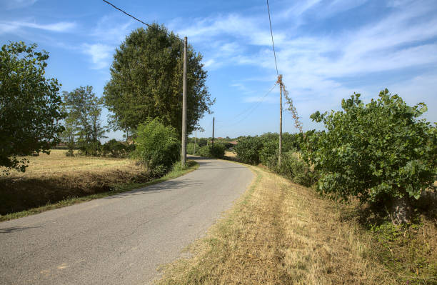 istock Road in the countryside in summer bordered by trees 1269977398