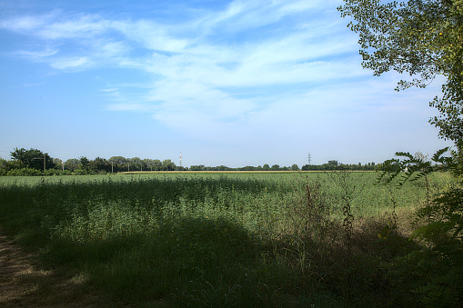Field with grass in the countryside in late summer