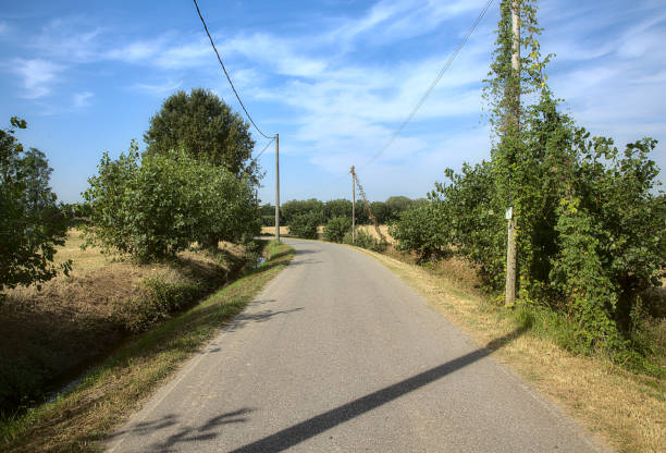 istock Road in the countryside in summer bordered by trees 1269977424