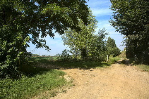 Dirt road next to a field surrounded by trees in the countryside