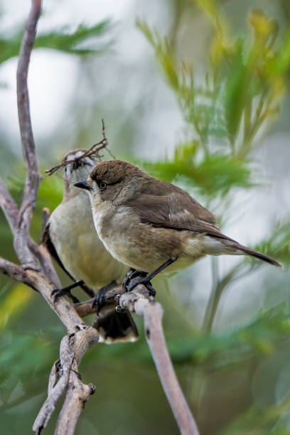 istock Southern Whiteface (Aphelocephala leucopsis) building a nest 1269978136