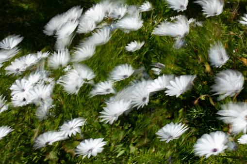 White Daisy moving in the wind