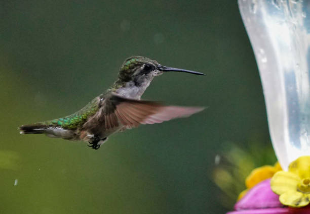 Flirtatious Hummingbird Bird - Free photo on Pixabay