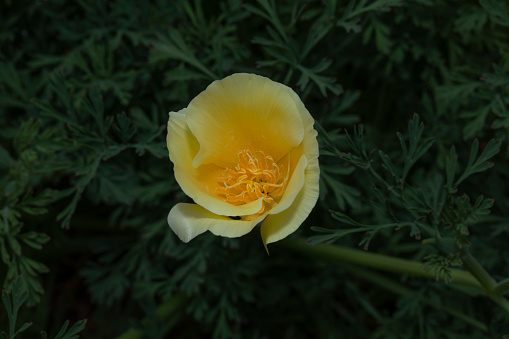 Eschscholzia californica, the California poppy, golden poppy, California sunlight or cup of gold, is a species of flowering plant in the family Papaveraceae, native to the United States and Mexico.
