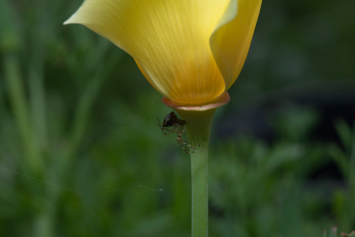 A closeup of Solidago gigantea with an Asian lady beetle. Ontario, Canada.