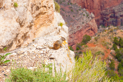 Squirrel in the Grand Canyon