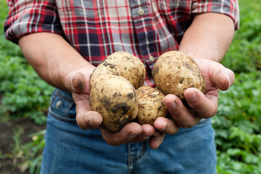 Yellow potatoes in hands