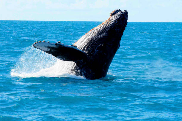 humpback whale sighting caravelas, bahia / brazil - august 1, 2010: fins of junbarte whales are seen during a tour to spot animals in the city of caravelas. whale jumping stock pictures, royalty-free photos & images
