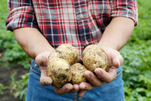 istock Farmer holding fresh raw potato 1269983466