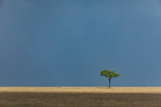 albero isolato con cielo blu scuro sullo sfondo che cresce in vaste pianure di masai mara in kenya - masai mara national reserve sunset africa horizon over land foto e immagini stock