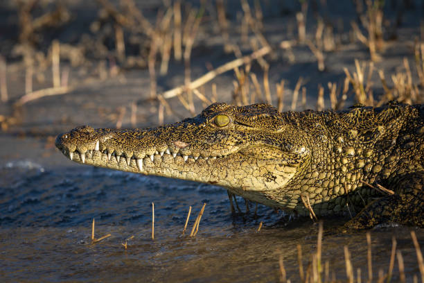 Close up on a Nile crocodile walking into water in Chobe River in Botswana