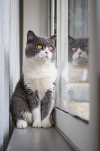 istock Cute british shorthair cat by the window 1269986922