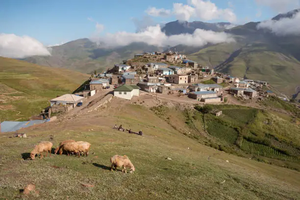 Photo of sheep grazing on green hill with mountain village on hill in the background