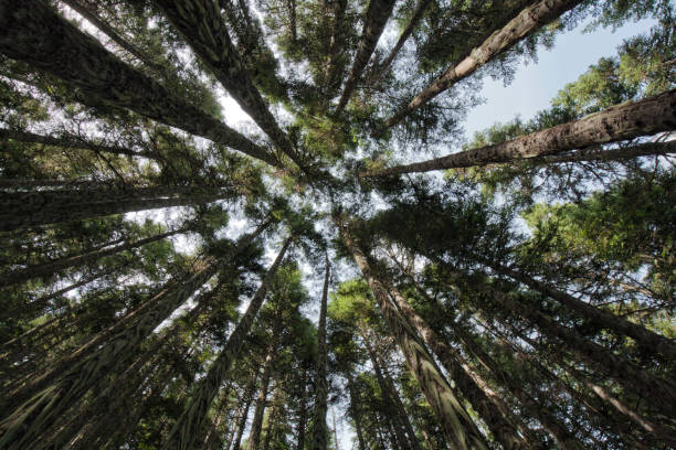 istock Low angle view of tall trees, Chilliwack, BC, Canada 1269988883