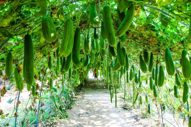 istock Fresh organic zucchini Farm 1269989197