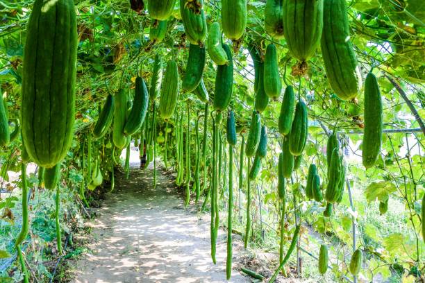istock Fresh organic zucchini Farm 1269989199