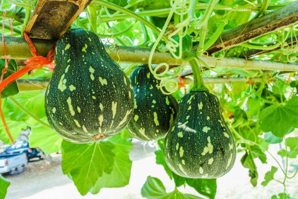 istock Fresh organic zucchini Farm 1269989203