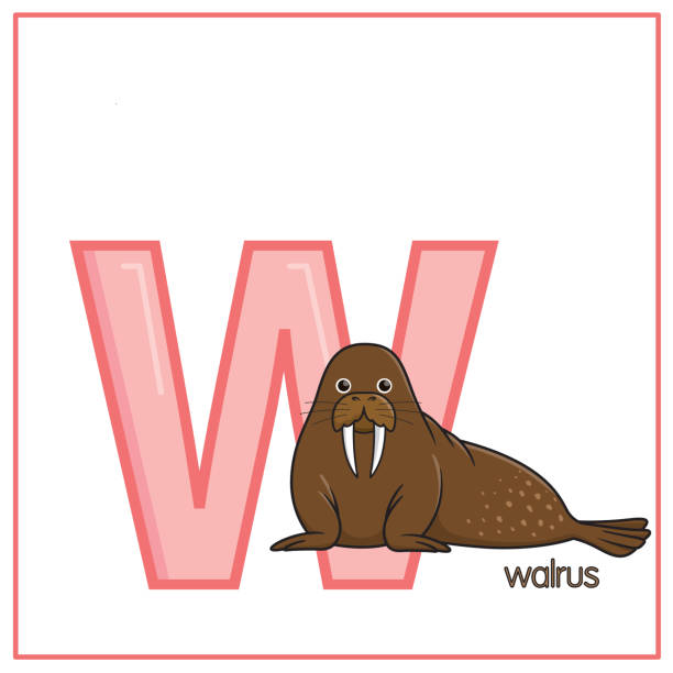 흰색 배경에 고립 된 월러스의 벡터 그림입니다. 영어 편지를 인식하기 위해 어린이를위한 교육 및 학습 미디어로 사용하기위한 수도 문자 w 또는 아이들이 집과 학교에서 배우는 데 사용되는 � - 바다코끼리 stock illustrations