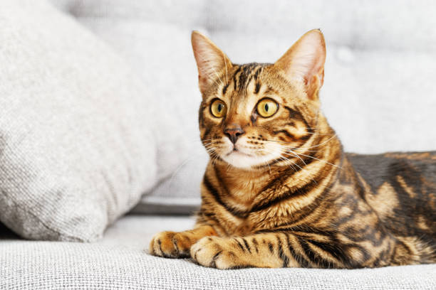 istock Bengal young cat is sitting, cute tabby kitten is looking at camera. 1269992471