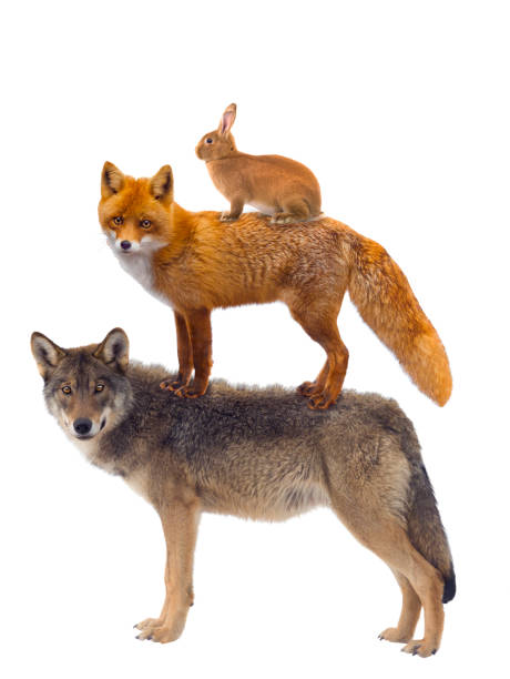 London is overwhelmed with foxes. They are even more active during the Spring months. The four-legged animals take over the streets in the nights and in some areas of the city they even come out to look for food in the day.