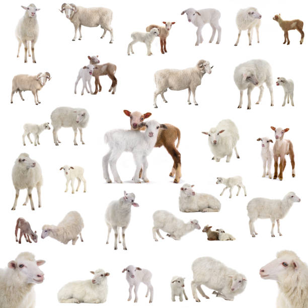 Collage of sheep in various situations isolated on a white