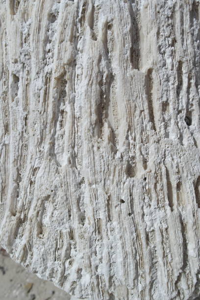 istock Background Stone with a coral pattern on the surface. Rocky coral skeleton on the beach 1269992726
