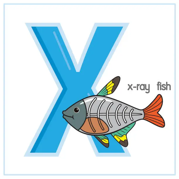 Vector illustration of Vector illustration of X-ray fish isolated on a white background. With the capital letter X for use as a teaching and learning media for children to recognize English letters Or for children to learn to write letters Used to learn at home and school.
