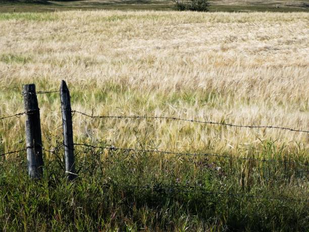 istock Ripened Grain Crop in a Farmer's Field 1269994494
