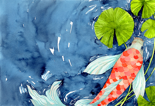 Koi carp fish in pond, symbol of good luck and prosperity. Watercolor hand painting illustration.