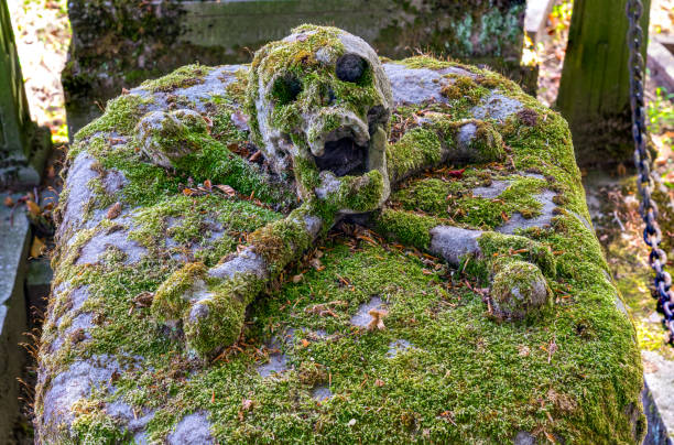 In a cemetery or cemetery, there is a skull with moss on a gravestone.