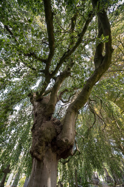 istock no leaves on the treetops 1269994669