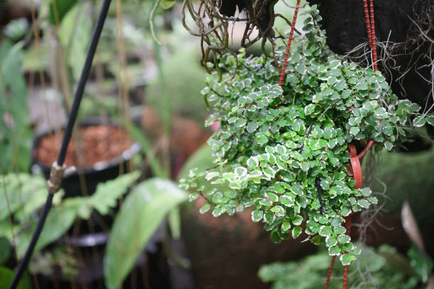 nahaufnahme von topfpflanzen der schleichenden feige ficus pumila mit kleinen grünen und weißen blättern. ficus pumilia wachstum in hängenden blumentopf in tropischen grünen garten. - fig leaf stock-fotos und bilder