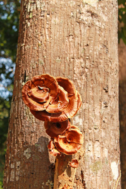 brązowe grzyby na pniu drzewa w lesie - orange mushroom asia brown zdjęcia i obrazy z banku zdjęć