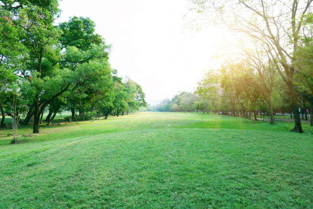 istock An old golf course in fresh green long lawn public park, trees on the left and right under morning sunshine 1269995272
