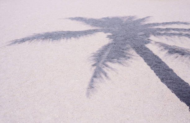 Shadow of Coconut palm tree on the white sand beach stock photo