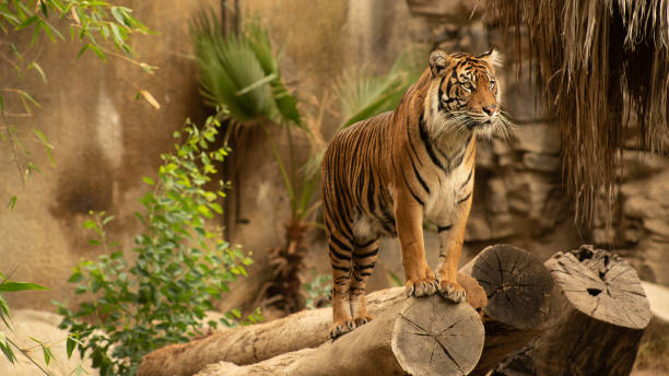 나무에 서 있는 호랑이 - tiger animal sumatran tiger endangered species 뉴스 사진 이미지