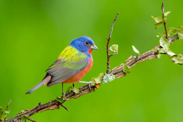 istock North American bird species: Painted Bunting, Passerina ciris 1269998652