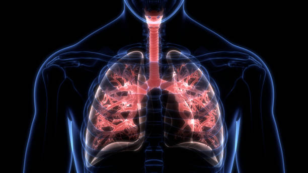 istock Human respiratory System Lungs Anatomy 1269998674