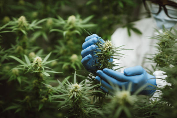 Researchers use hand to hold or examine cannabis plants in the greenhouse for medical research Researchers use hand to hold or examine cannabis plants in the greenhouse for medical research. Marijuana Sativa research concept. CBD oil, Herbal medicine cannabinoid stock pictures, royalty-free photos & images