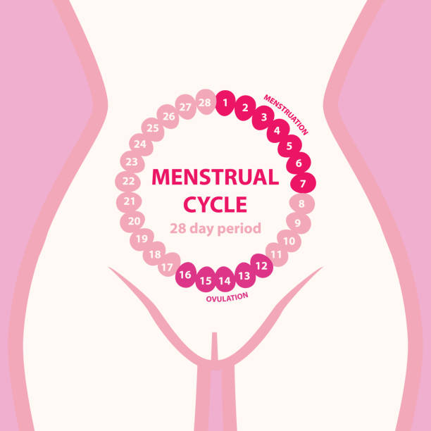 menstruationszyklus. weibliche silhouette. rosa rosen blütenblätter. - ovulation stock-grafiken, -clipart, -cartoons und -symbole