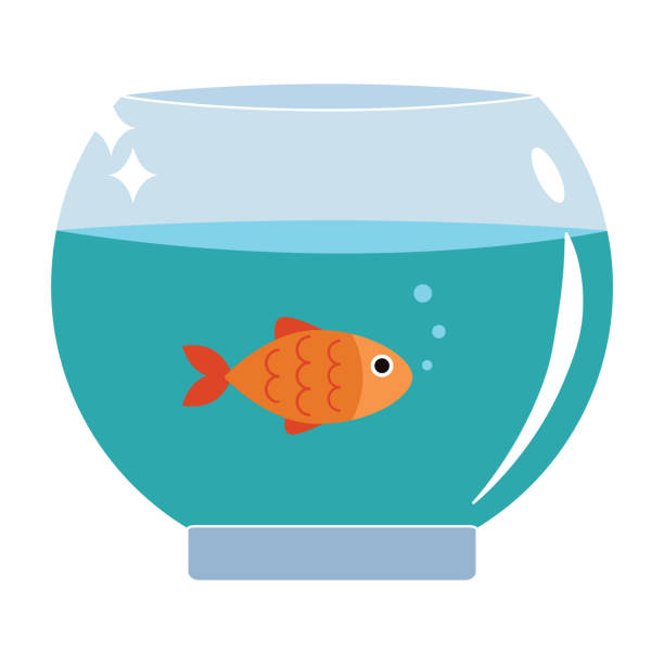 ilustraciones, imágenes clip art, dibujos animados e iconos de stock de peces dorados en diseño plano de ilustración vectorial de acuario. - fish tank