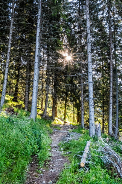 istock Footpath in coniferous forest, High Tatras mountains, Slovakia 1270000909
