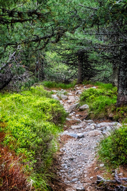 istock Footpath in coniferous forest, High Tatras mountains, Slovakia 1270000930