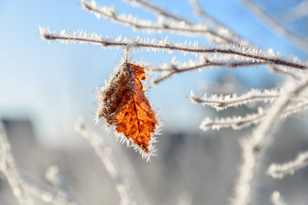 Winter background. Dry leaf on a branch in winter in frost Winter background. Dry leaf on a branch in winter in frost rime ice stock pictures, royalty-free photos & images