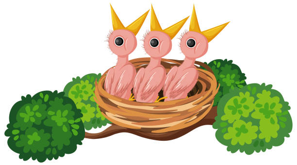 63 Bird Leaving Nest Illustrations & Clip Art - iStock | Baby bird leaving  nest