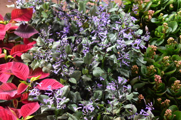 istock Flowers and plants nursery or garden 1270005152