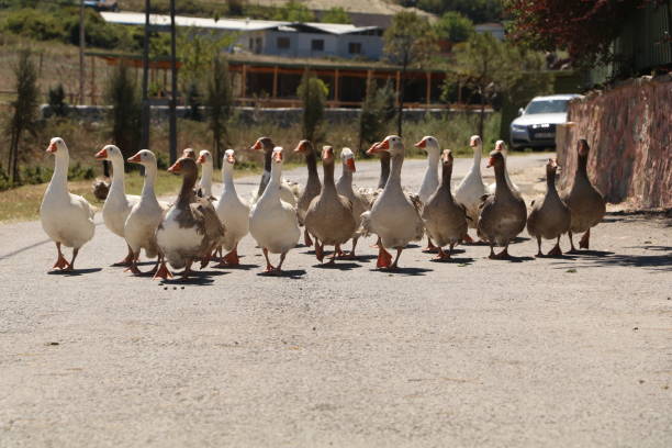 istock Geese Went For A Ride 1270005737